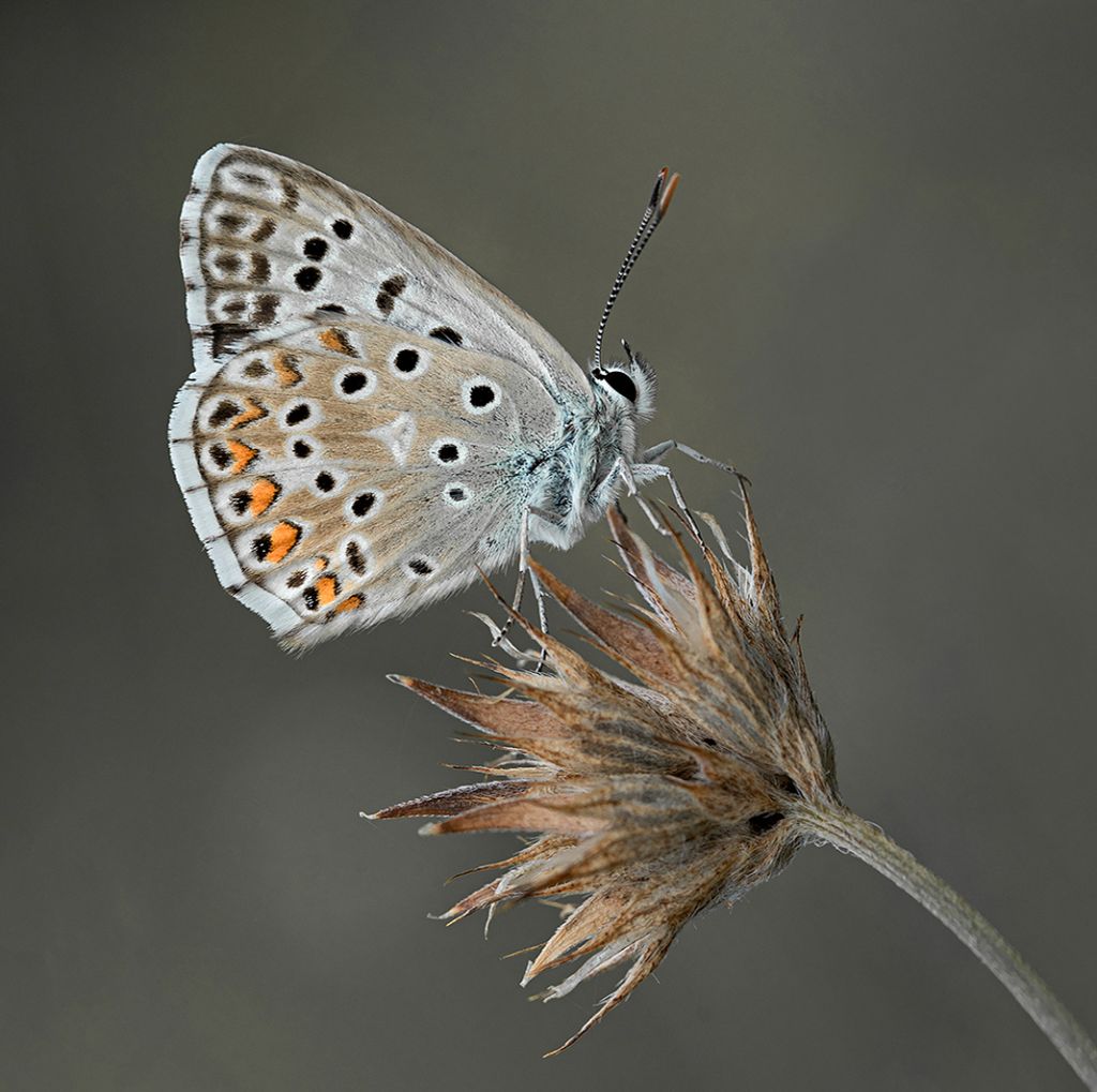 B BUTTERFLY