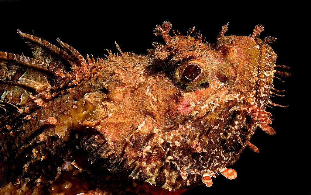 B Escorpora