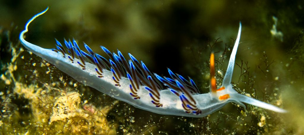B Nudibranquio