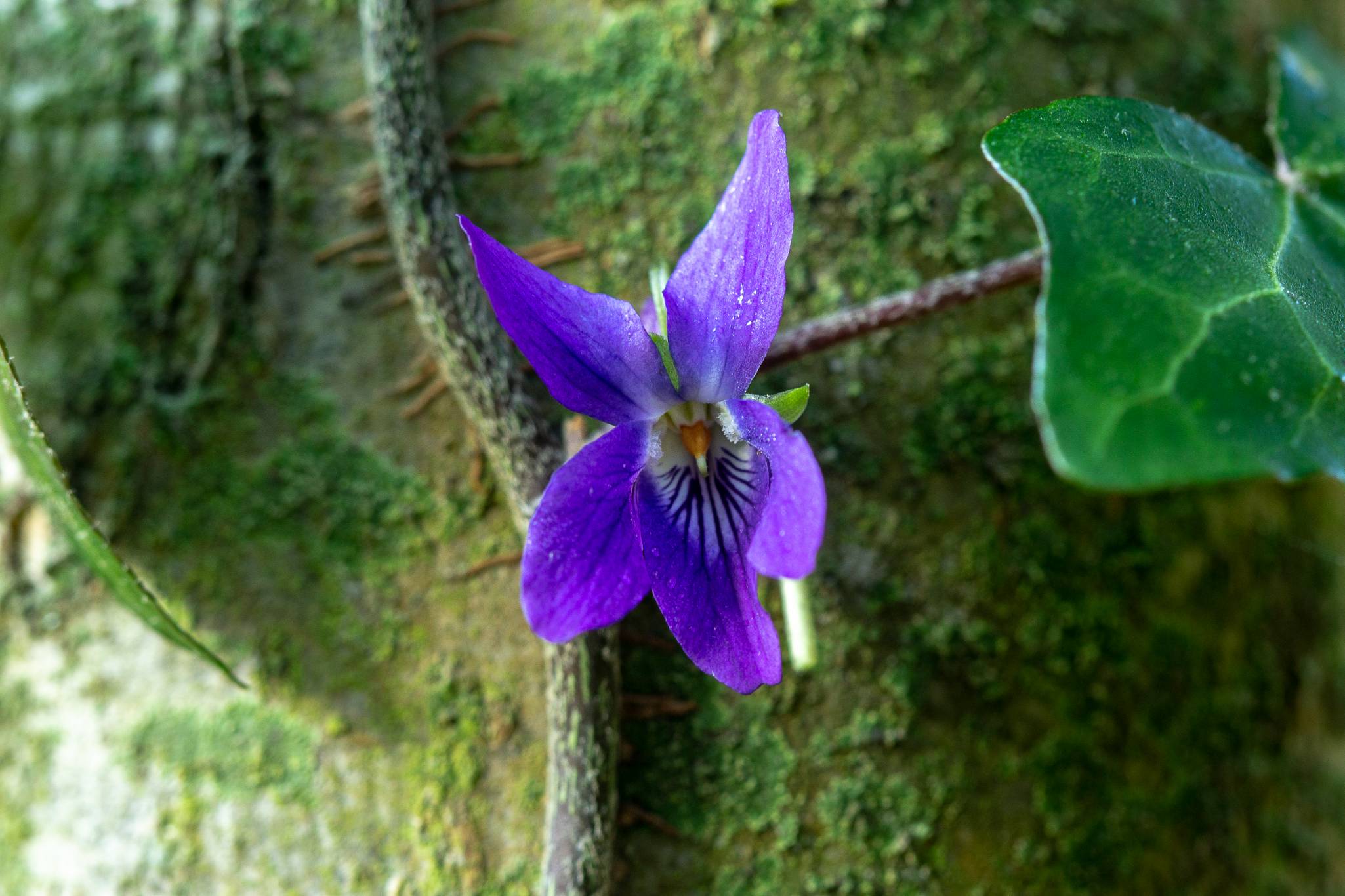Flors