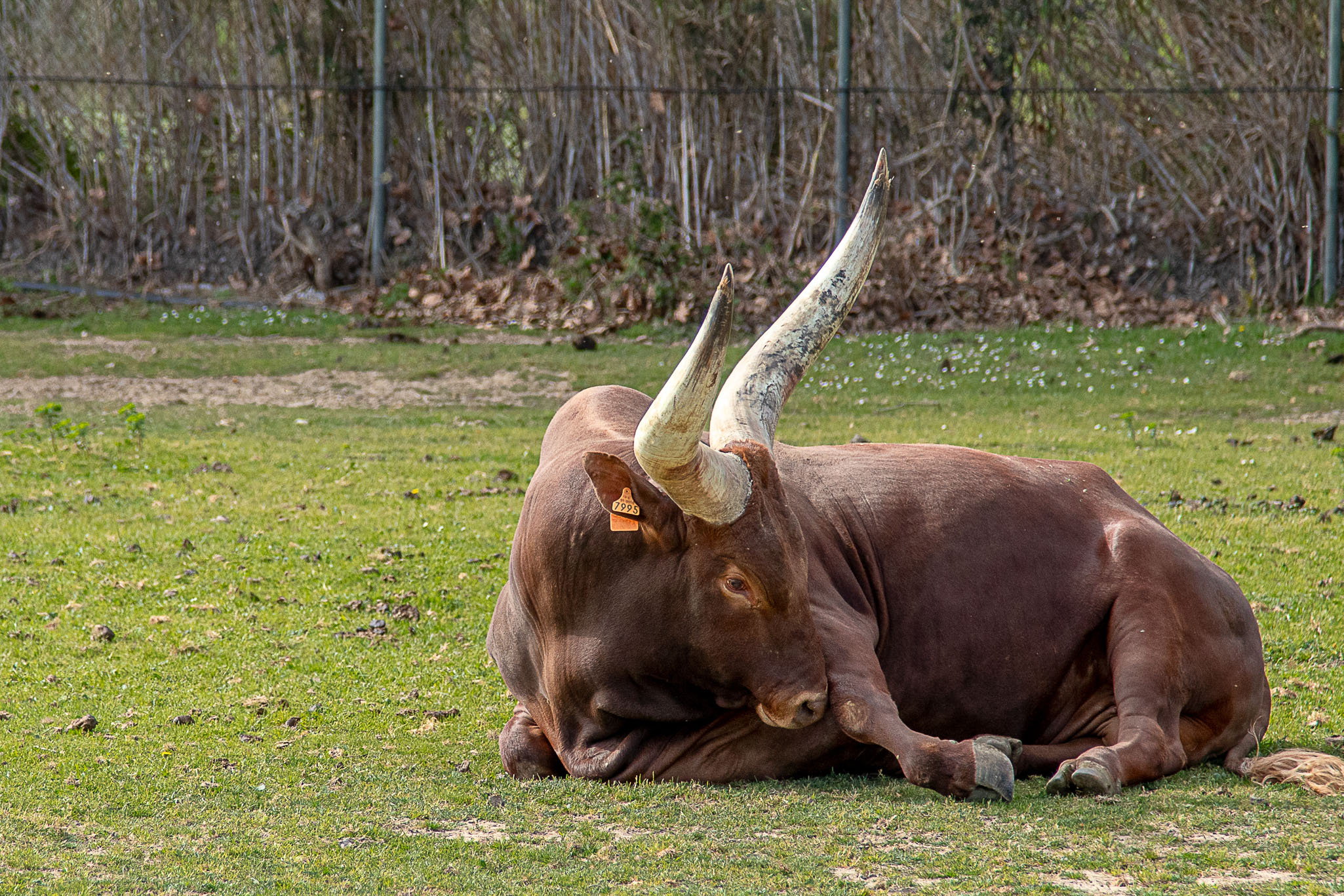 Etl Watusi