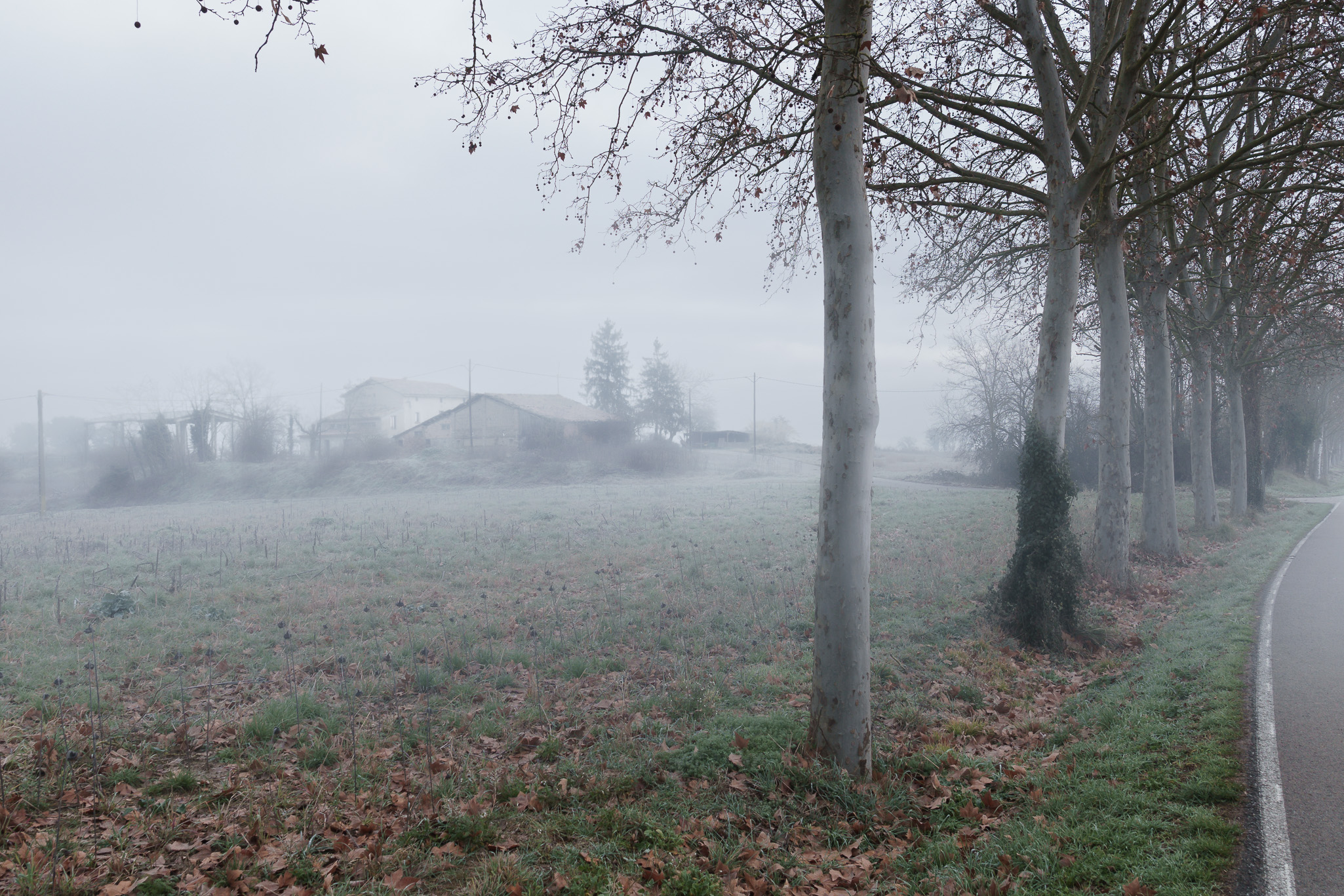 Niebla 20260125 0018