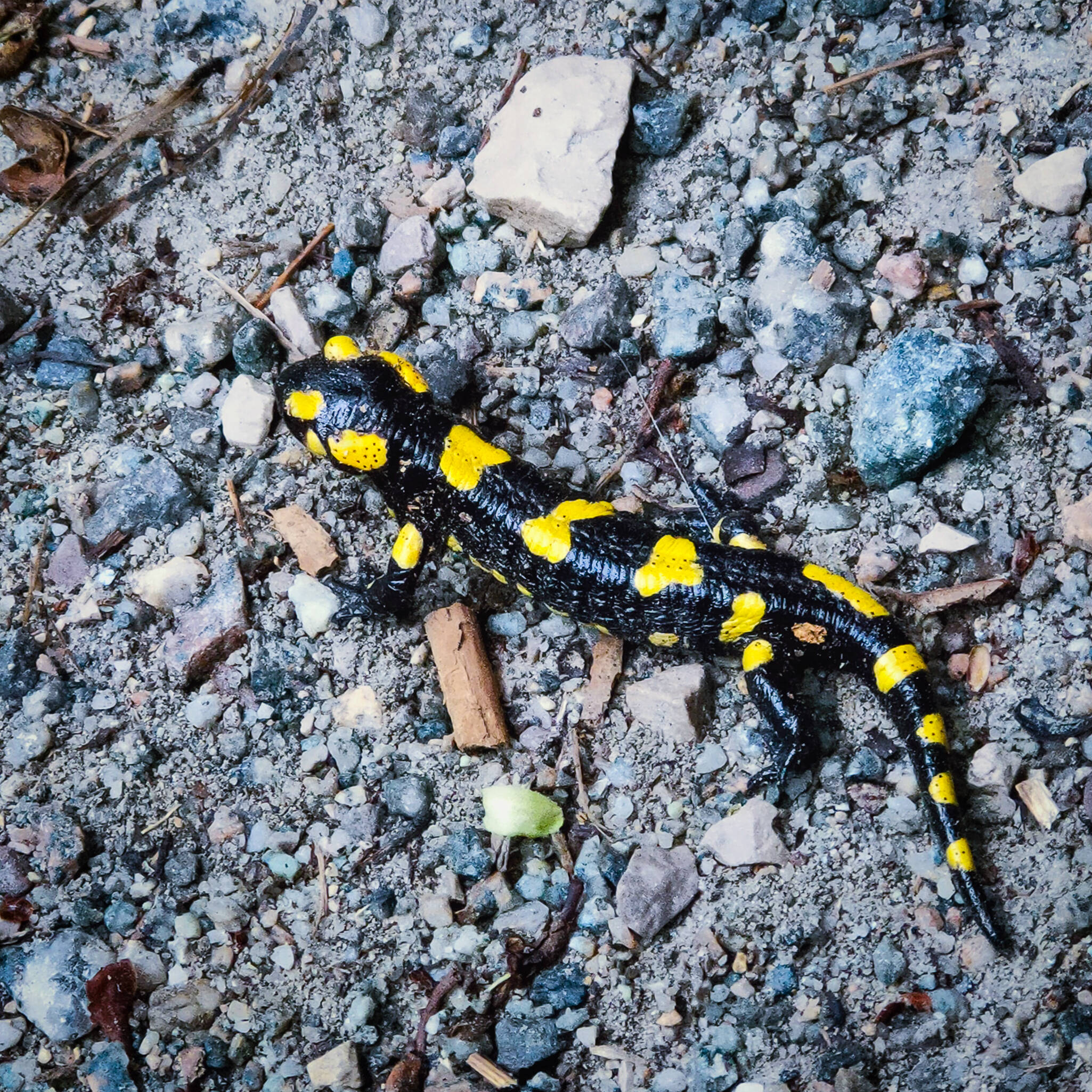 Tritón del Montseny