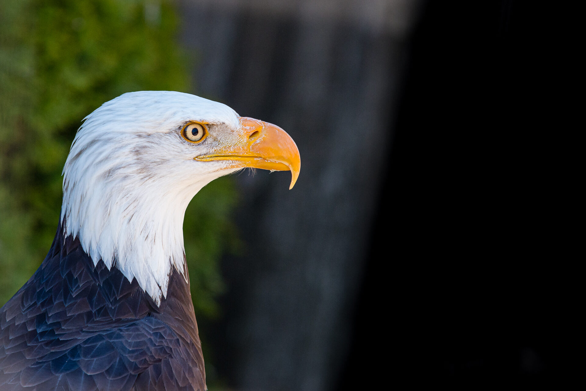 Cim de les Aligues